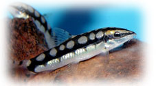 Image - Loaches